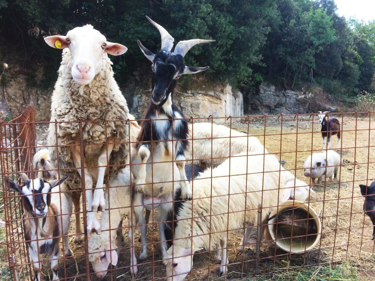 Agriturismo Eco-Bio Belmonte Vacanze Montaione Eksteriør billede